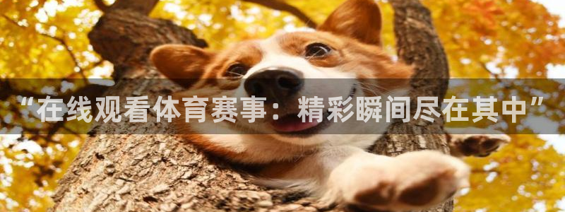 “在线观看体育赛事：精彩瞬间尽在其中”