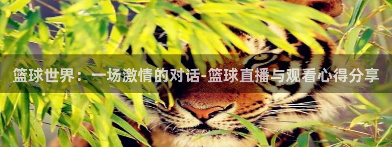 篮球世界：一场激情的对话-篮球直播与观看心得分享